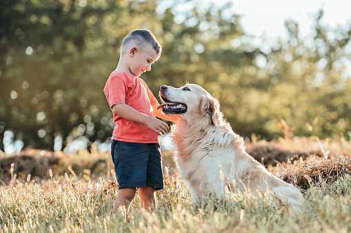 Young boy friendly walks golden retriever dog