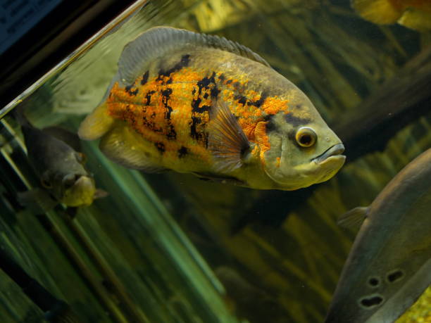 istock astronaut fish in aquarium 1165319447