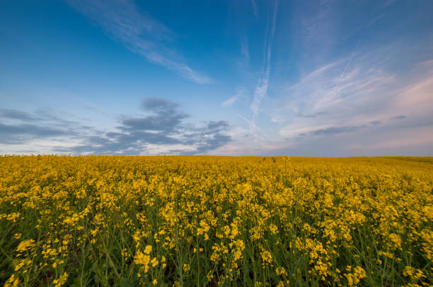 istock Agricultural landscape with rape field 1165320116