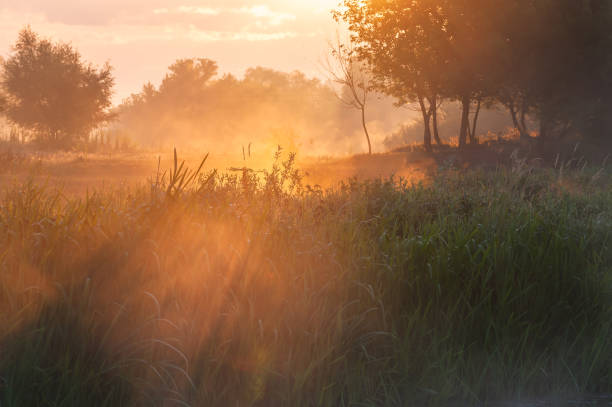 istock Summer landscape with misty morning 1165320198