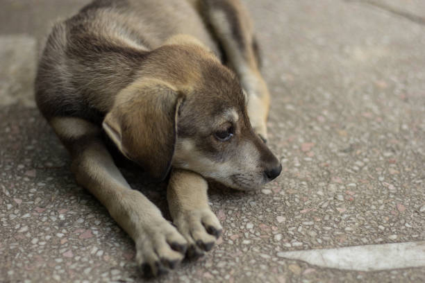istock Young Puppy Dog Sleeps On Paws 1165320336