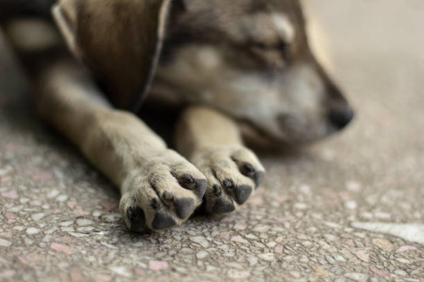 istock Young Puppy Dog Sleeps On Paws 1165320338