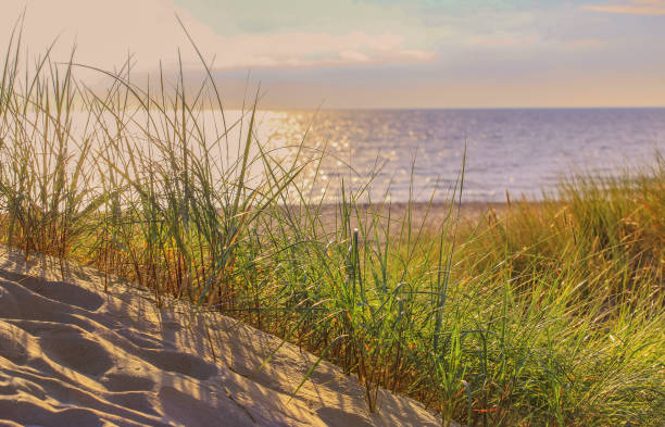 istock Landscape sand dunes with grass on the seafront 1165320611
