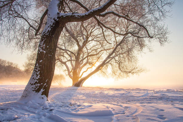 coucher du soleil ensoleillé d'hiver. scène d'hiver calme. fond de noel. arbre givré dans la lumière du soleil. paysage de nature enneigé - tranquil scene tree sunset snow photos et images de collection