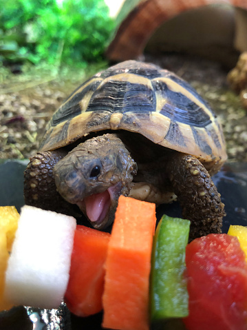 Image of hungry young baby Russian Horsefield diet / Hermann's tortoise food, feeding and eating fresh salad and vegetable kebab with apple, watermelon, peppers, carrot as healthy pet tortoises diet guide and caring, close-up of head, open mouth and tongue biting on vegetation