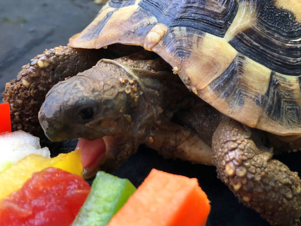Image of hungry young baby Russian Horsefield diet / Hermann's tortoise food, feeding and eating fresh salad and vegetable kebab with apple, watermelon, peppers, carrot as healthy pet tortoises diet guide and caring, close-up of head, open mouth and tongue biting on vegetation imagen de la dieta rusa hartsfield bebé hambriento / comida de tortuga de hermann, alimentación y comer ensalada de frutas frescas y kebab vegetal con manzana, sandía, pimientos, zanahoria, como saludable pet tortugas guía de dieta y cuidado, cabeza, b