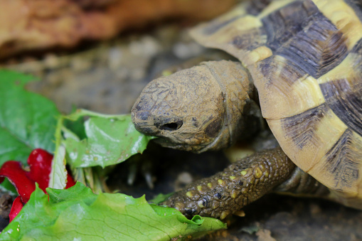 Stock photo of close-up of head of young baby Russian Horsefield diet / Hermann's tortoise with open mouth and tongue biting on vegetation hungry  food, feeding and eating fresh salad, flowers, rose petals cabbage, kale and lettuce leaves as healthy pet tortoises diet guide and caring