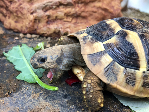 Stock photo of close-up of head of young baby Russian Horsefield diet / Hermann's tortoise with open mouth and tongue biting on vegetation hungry  food, feeding and eating fresh salad, cabbage, kale and lettuce leaves as healthy pet tortoises diet guide and caring
