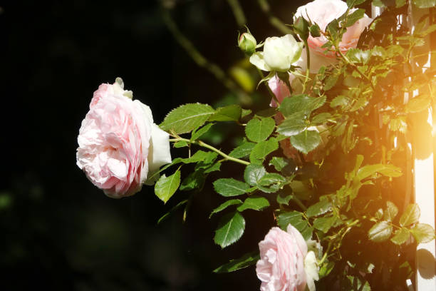 istock Wild rose at the park 1165323308