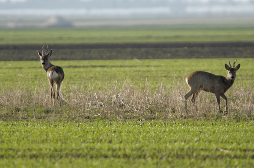 Photograph of a beautiful country wildlife scene featuring white-tailed deer and Canada geese in early spring.  Photograph taken in southern Manitoba.