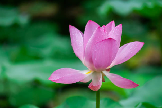 istock Lotus flower and birds 1165325190