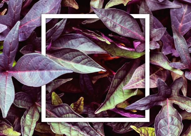 istock Creative layout, green and red leaves plus white square frame. Copy space in the middle 1165326663