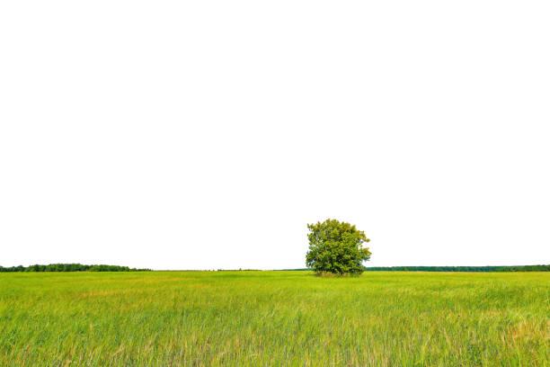 Green field with rye and lonely tree isolated on white background.