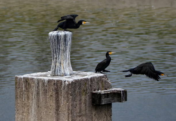 istock Three cormorants are about to take off from a stone  pole 1165329331