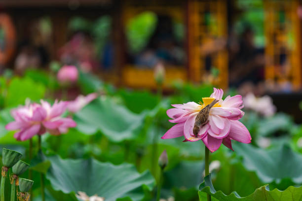 istock Lotus flower and birds 1165329441