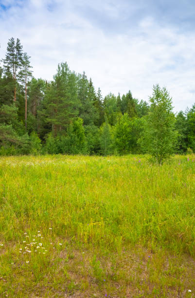 istock Landscape with green glade, vertical photo 1165329637