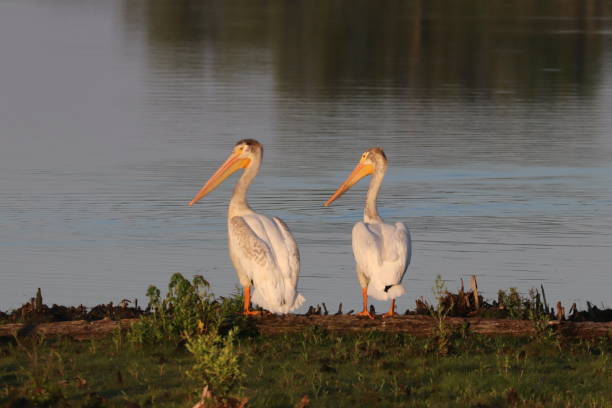 istock White pelicans in the air, land, and water 1165330747