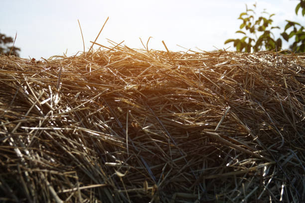 istock Hay in the countryside 1165330865