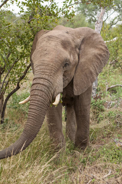 istock lonely dangerous male elephant 1165331051