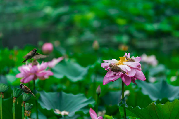 istock Lotus flower and birds 1165331247