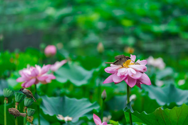istock Lotus flower and birds 1165332699