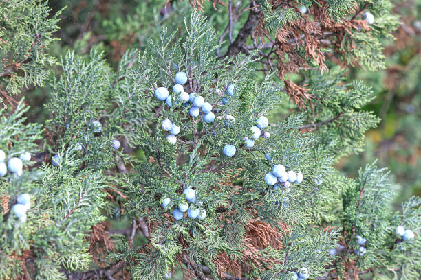 istock Large juniper bush with ripe berries in the forest 1165333584
