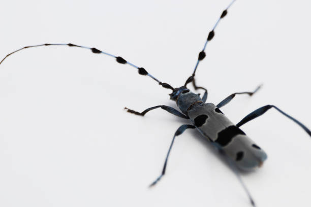 Rosalia alpina. Longhorn beetle isolated on white background. With shadows