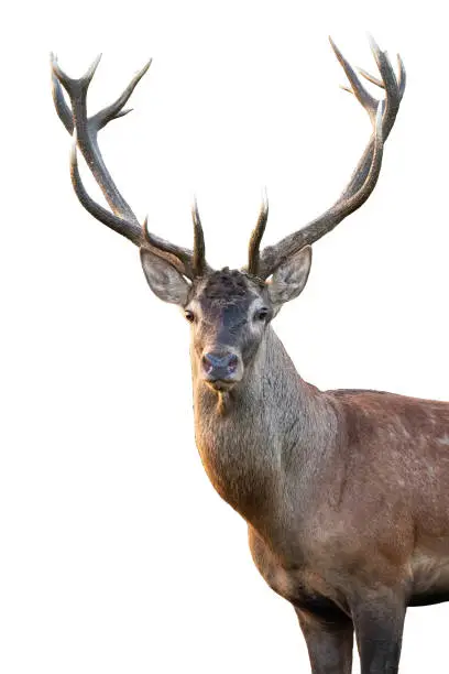 Close-up of red deer, cervus elaphus, stag head with antlers standing in summer isolated on white background. Cut out front view portrait of wild male mammal deer backlit at sunset.