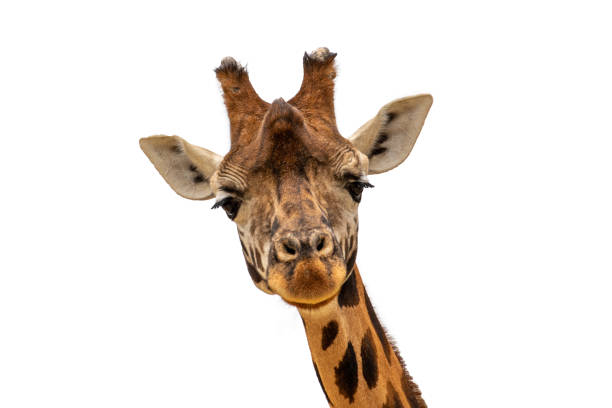 istock isolated on looking wild giraff head with white background 1165334197