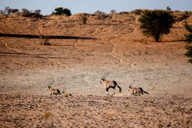 Gemsbok antelope on red Kalahari dunes Gemsbok running on the sand dunes of the Kgalagadi Transfrontier Park in the Kalahari region of South Africa. kgalagadi transfrontier park stock pictures, royalty-free photos & images