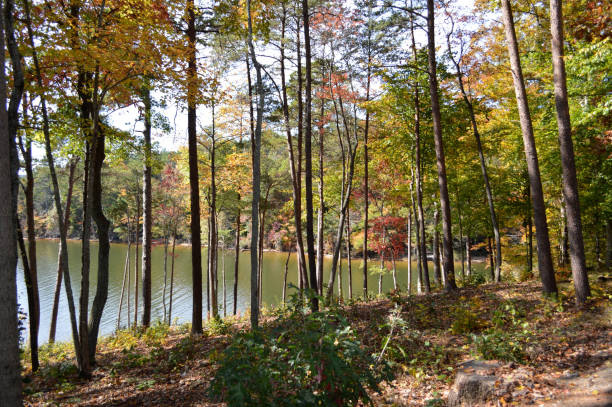 Colorful Autumn Season Daytime Outdoor Photography Vibrant Foliage Woodland Fall Trees Zen-like Change of Season in Tree Canopy Photographed From Overlook Near Scenic North Carolina Lake otoño belleza en la naturaleza ambiente color imagen colorida temporada diurna fotografía al aire libre vibrante follaje variegado bosque árboles de otoño zen-como cambio de temporada en el dosel de árbol fotografiado de la vista cerca del lago escén