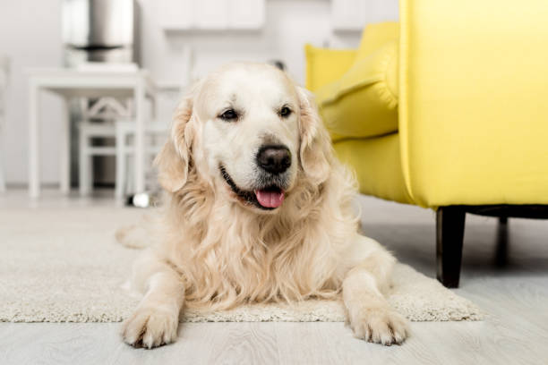istock cute golden retriever lying on floor and looking away in kitchen 1165336312