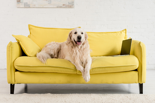 cute golden retriever lying on yellow sofa with laptop in apartment