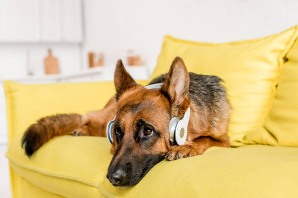 lindo pastor alemán en auriculares acostado en el sofá amarillo brillante en el apartamento - german shepherd audio fotografías e imágenes de stock