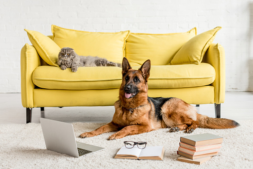 cute German Shepherd lying on floor with laptop and books in and grey cat lying on couch