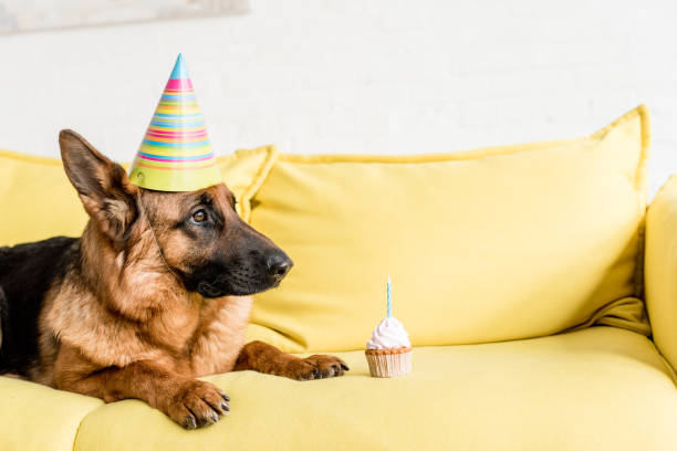 istock cute German Shepherd in party cap lying on bright yellow couch with birthday cupcake in apartment 1165336372