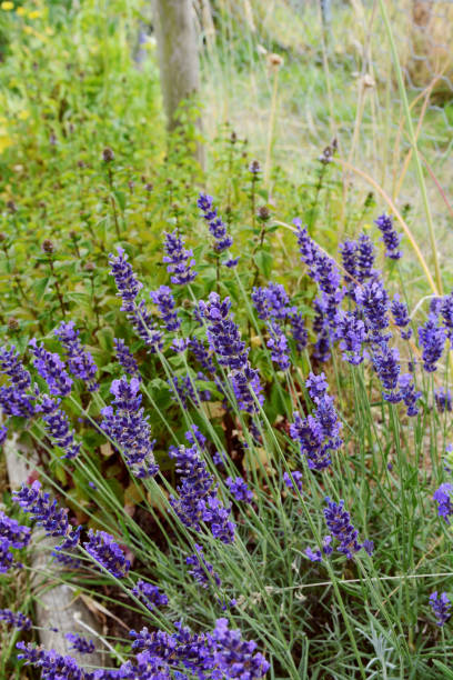 istock Fragrant purple lavender in a flower bed 1165336923