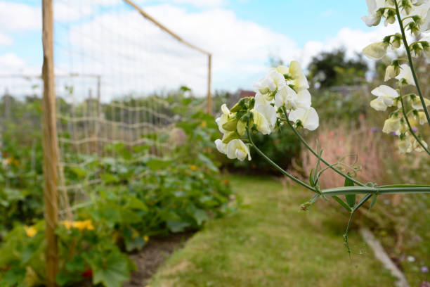 istock White everlasting pea flowers in an allotment garden 1165337732