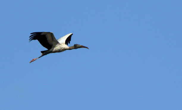 istock One wood stork flying against a blue sky 1165338056