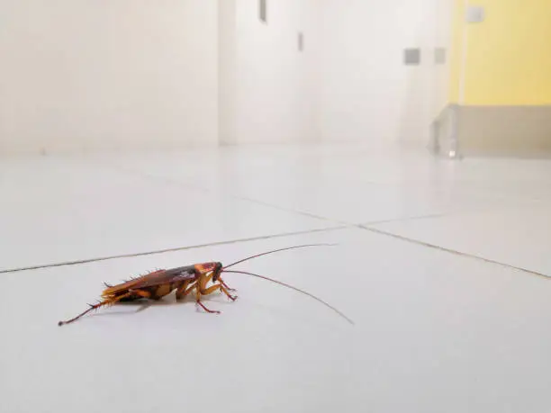 Cockroaches on the public toilet floor