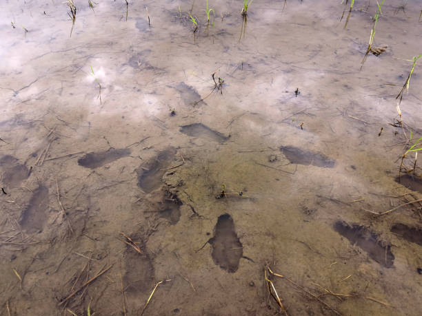 istock Footprints in the water in the fields 1165338403