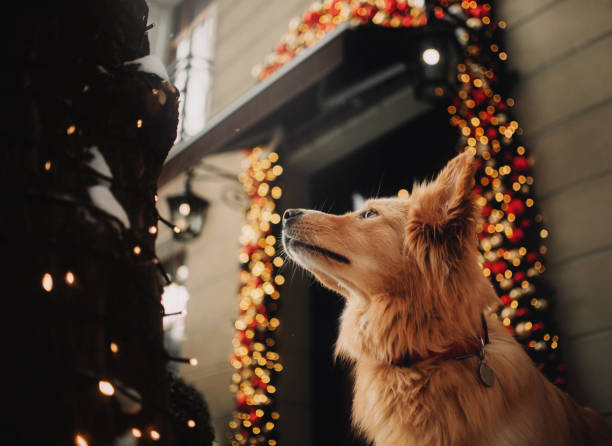 istock Yellow dog looking at tree with lights 1165339189