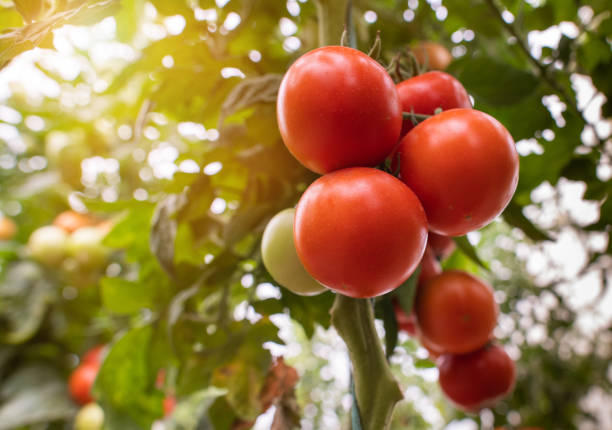istock Red tomatoes in a greenhouse. 1165339205