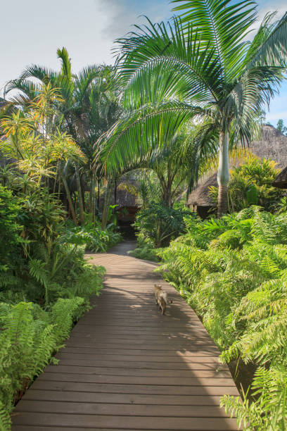 istock beautiful resort with luxuriant garden 1165339370