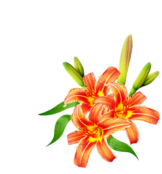 明るいカラフルな花の花束 - campanula small flower bouquet ストックフォトと画像