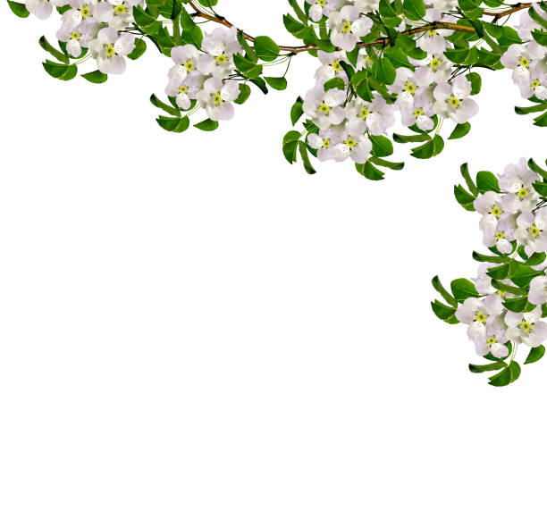 White pear flowers branch isolated on white background