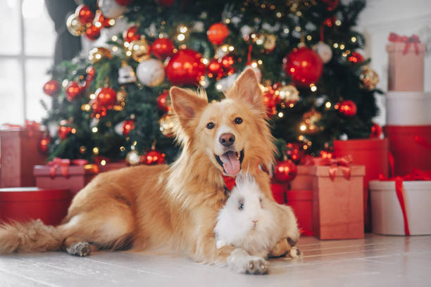 istock Dog and rabbit on the christmas background 1165340473