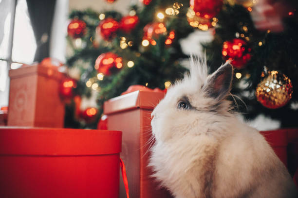 coniglio seduto sullo sfondo della decorazione natalizia - rabbit hairy gray animal foto e immagini stock