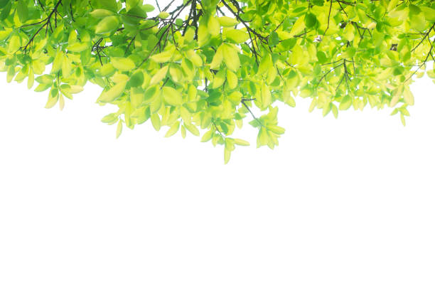 istock green leaves isolated white background with clipping path. nature frame for decoration design. 1165340641