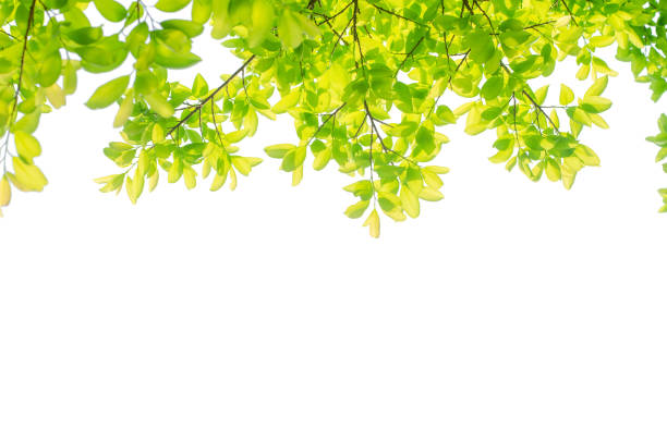 istock green leaves isolated white background with clipping path. nature frame for decoration design. 1165340684